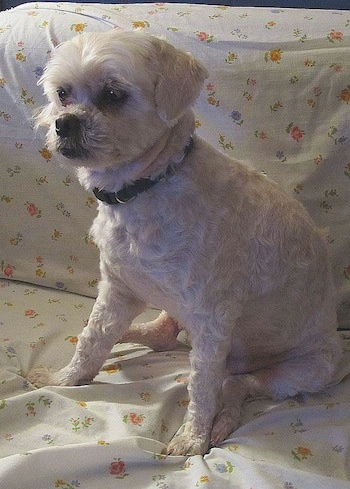 A shaved, wavy-coated light brown Peke-A-Poo dog is sitting on a couch that is covered in a white sheet that has little orange flowers all over it looking to the left. It has an underbite.